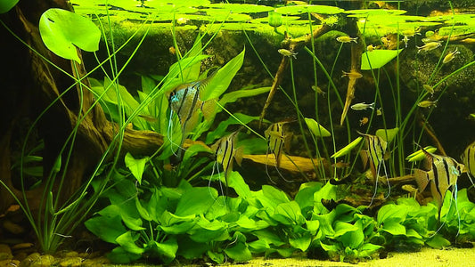 AQUARIUM TV - Aquarium Americas Fishes 2