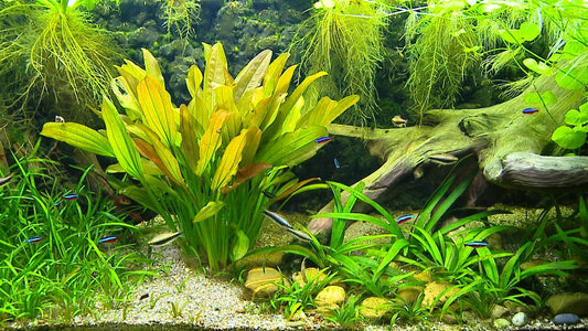 AQUARIUM TV - Aquarium Americas Fishes 3