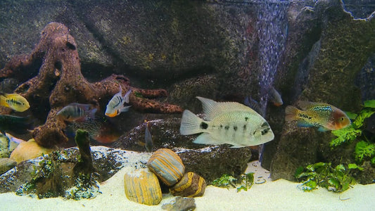 AQUARIUM TV - Aquarium Americas Fishes 4