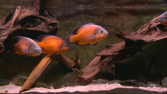 AQUARIUM TV - Aquarium Americas Fishes 5