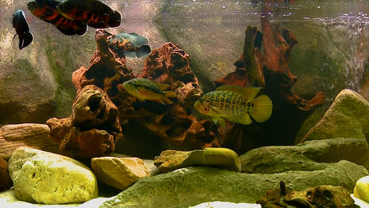 AQUARIUM TV - Aquarium Americas Fishes 6 with Music