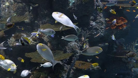 AQUARIUM TV - Aquarium Coral Reef - Soothing Scenes with Relaxing Music