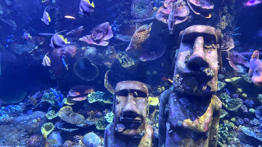 AQUARIUM TV - Aquarium Coral Reef and Groupers and much more