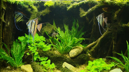 AQUARIUM TV - Aquarium Moonfishes