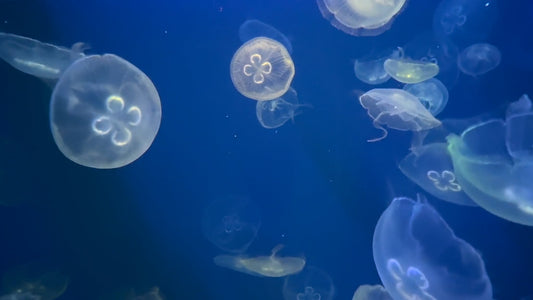 AQUARIUM TV - Aquarium Moonjellies