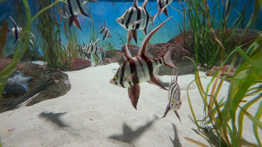 AQUARIUM TV - Aquarium Old Wife Fish - Enoplosus Armatus