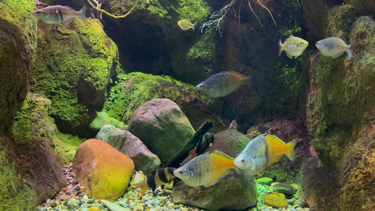 AQUARIUM TV - Aquarium Rainbow Fish 1