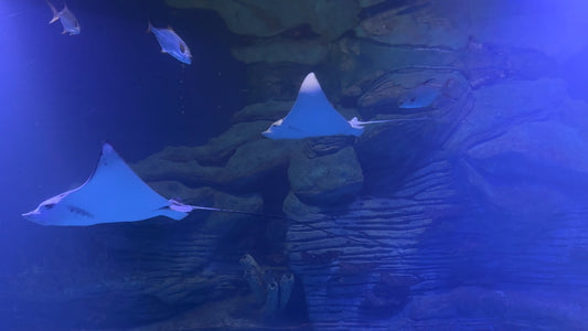 AQUARIUM TV - Aquarium Rocks Oceans with Music