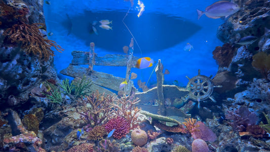 AQUARIUM TV - Aquarium Sea Wreck with Water Sounds