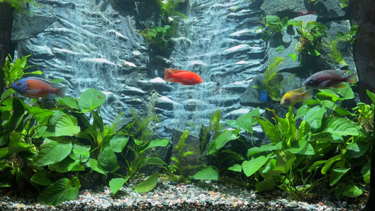 AQUARIUM TV - Art Deco Waterfall Aquarium with Cichlids 2