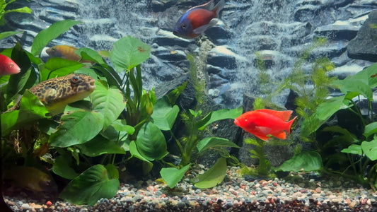 AQUARIUM TV - Art Deco Waterfall Aquarium with Cichlids (Closer View)
