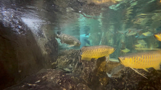 AQUARIUM TV - Asian Arowana Aquarium
