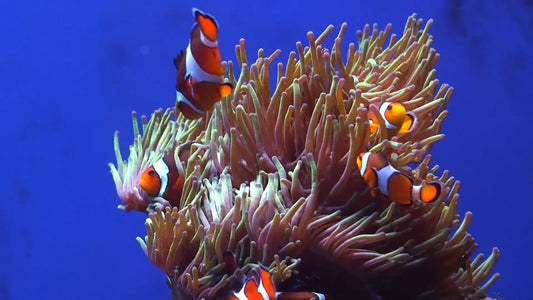 AQUARIUM TV - Baby Aquarium - Clownfish Film