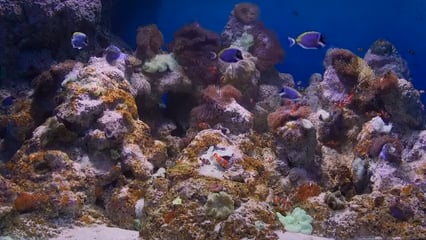 AQUARIUM TV - Baby Aquarium - Clownfish Tank