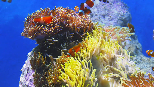AQUARIUM TV - Baby Aquarium - The Baby Clownfish