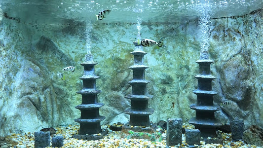 AQUARIUM TV - Banded Archerfish Aquarium