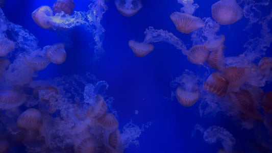 AQUARIUM TV - Black Nettle Jellyfish with Water Sounds