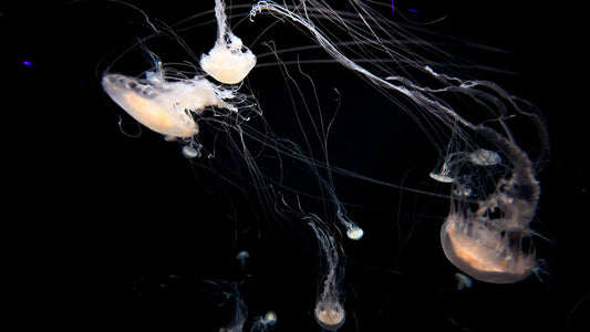 AQUARIUM TV - Box of Jellyfish with Music