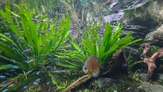 AQUARIUM TV - Cardinal Tetra Aquarium with Water Sounds