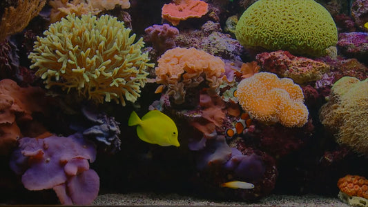 AQUARIUM TV - Classic Aquarium 1 with Water Sounds