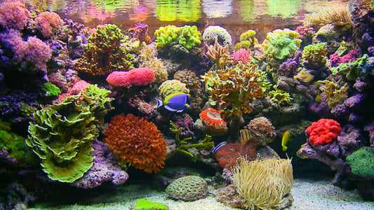 AQUARIUM TV - Classic Aquarium 2 with Water Sounds