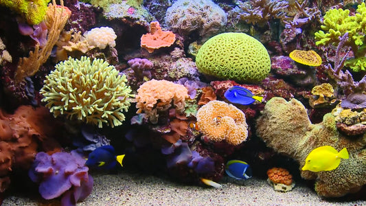 AQUARIUM TV - Classic Aquarium 3 with Water Sounds