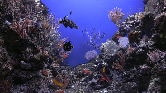 AQUARIUM TV - Cliff Reef Aquarium with Water Sounds