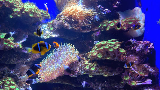 AQUARIUM TV - Clownfish and Tropical Fish Aquarium with Music