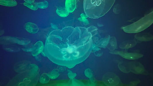 AQUARIUM TV - Color Changing Moon Jellies