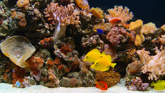 AQUARIUM TV - Colorful Coral Aquarium with Calming Music
