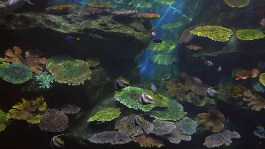 AQUARIUM TV - Coral Reef Aquarium with Relaxing Music