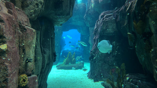 AQUARIUM TV - Deep Sea Aquarium with Deep Sea Caves