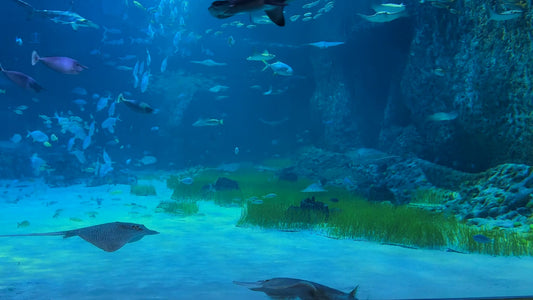 AQUARIUM TV - Deep Sea Aquarium with Rays and Hammerhead Sharks