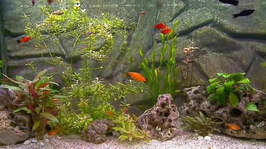 AQUARIUM TV - Freshwater Aquarium 1 with Music