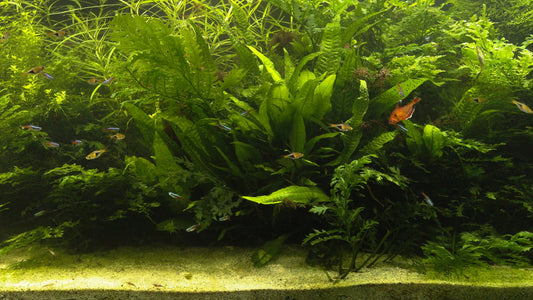 AQUARIUM TV - Freshwater Aquarium 2 with Water Sounds