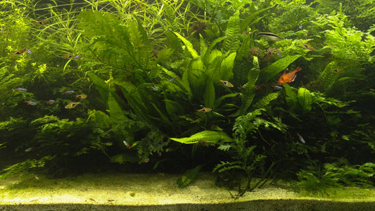 AQUARIUM TV - Freshwater Green Aquarium