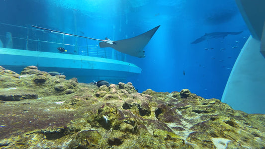 AQUARIUM TV - Futuristic Aquariums