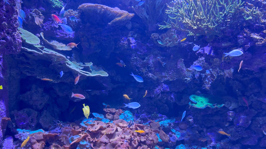 AQUARIUM TV - Great Barrier Reef Aquarium
