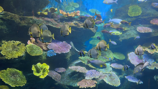 AQUARIUM TV - Indian Ocean Aquarium with Music