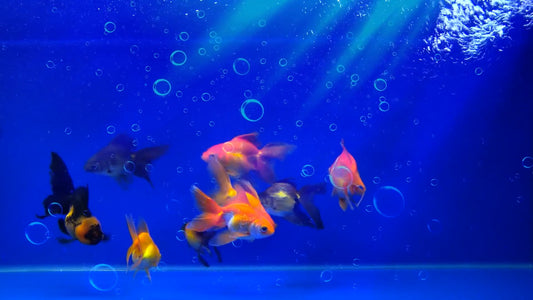 AQUARIUM TV - Kids Aquarium - Goldfish and Bubbles