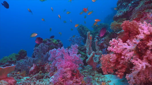 AQUARIUM TV - Kids Aquarium with Scuba Sounds