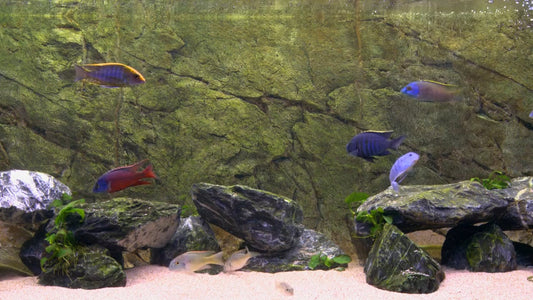 AQUARIUM TV - Malawi Aquarium 4