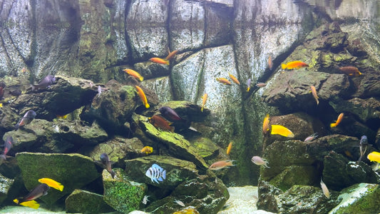 AQUARIUM TV - Malawi Aquariums