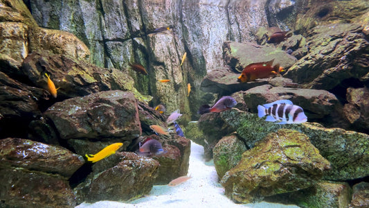 AQUARIUM TV - Malawi Aquarium with Water Sounds