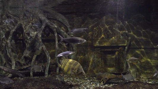 AQUARIUM TV - Mangrove Aquarium