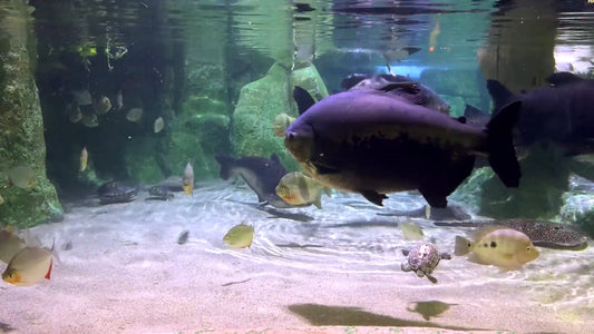 AQUARIUM TV - Mangrove Aquarium with Turtles