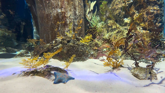 AQUARIUM TV - Mesmerizing Marine Life - Sea Aquarium Singapore