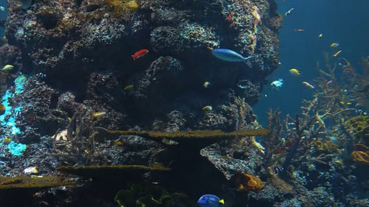 AQUARIUM TV - Mixed Reef Aquariums