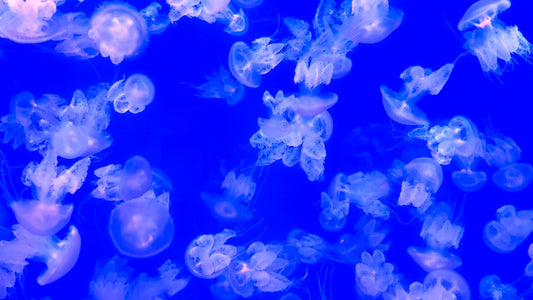 AQUARIUM TV - Moon Jellyfish