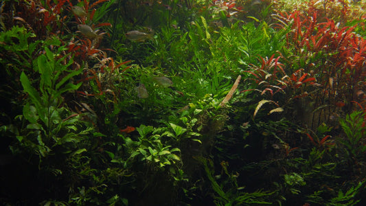 AQUARIUM TV - Nature Aquarium 2